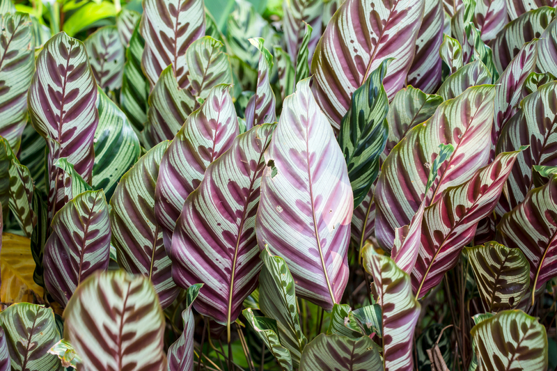 Garden outdoor space